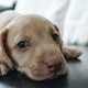 Imagen para el artículo titulado Esa mirada irresistible de tu perro evolucionó para conseguir cualquier cosa de ti
